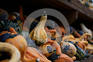 Small colorful squashes also called bitter apple or colocynth Citrullus colocynthis on wooden shelves