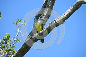 Small colorful yellow bird on the tree