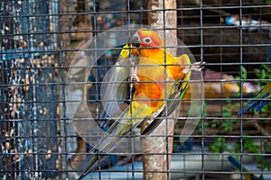 Small colorful yellow red and green parrot in the cage