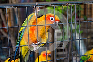 Small colorful yellow red and green parrot in the cage