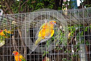 Small colorful yellow red and green parrot in the cage
