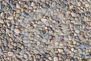Small colorfull pebble rile in cement