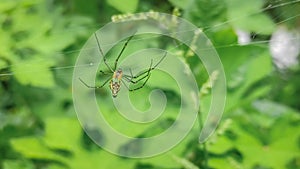 Small Colouful spider on a web