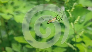 Small Colouful spider on a web