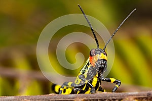 Small coloured orange, yellow, white and black grasshopper