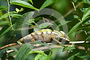 Small colourful chameleon