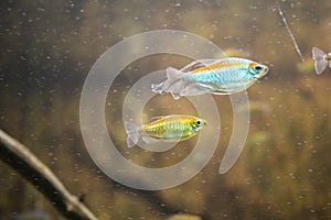 Small colourful fish swimming gracefully in an aquarium