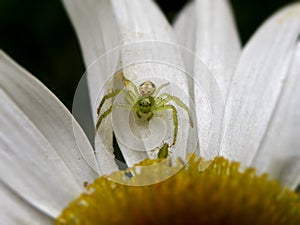 Small Comb-footed Spider