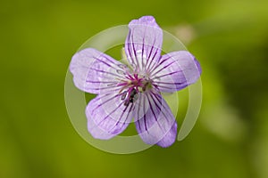 Small common bug on a flower, macro