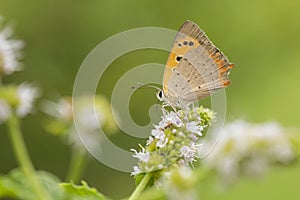 Small or common copper butterfly lycaena phlaeas closeup