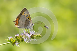 Small or common copper butterfly lycaena phlaeas closeup