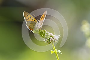 Small or common copper butterfly lycaena phlaeas closeup