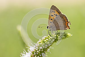 Small or common copper butterfly lycaena phlaeas closeup