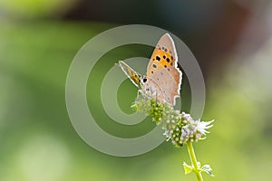 Small or common copper butterfly lycaena phlaeas closeup