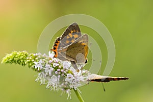 Small or common copper butterfly lycaena phlaeas closeup