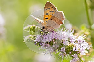 Small or common copper butterfly lycaena phlaeas closeup