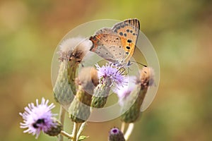 Small or common copper butterfly lycaena phlaeas closeup