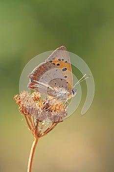 Small or common copper butterfly lycaena phlaeas closeup