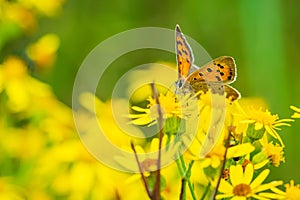 Small or common copper butterfly lycaena phlaeas closeup