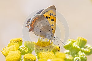 Small or common copper butterfly lycaena phlaeas closeup