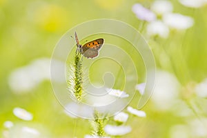 Small or common copper butterfly lycaena phlaeas closeup