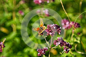 Small common copper butterfly- Lycaena phlaeas on flower