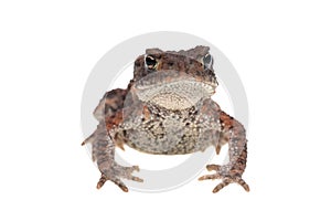 Small toad front view