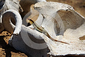 Small common Gecko / Lizard basking in the hot sunlight