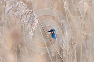 Small Common kingfisher bird perched atop a branch of a tree