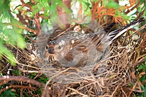 Small Common Linnet bird laying eggs