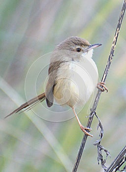 A small common pirinia