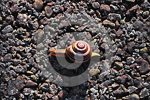 Small common snail