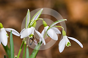 Small common snowdrop flower in early spring with bee inside