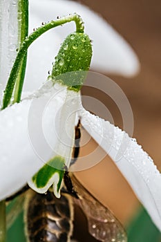 Small common snowdrop flower in early spring with bee inside