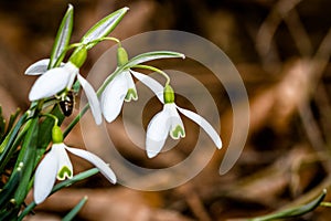 Small common snowdrop flower in early spring in forest
