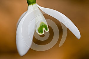 Small common snowdrop flower Galanthus nivalis in early spring