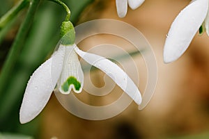 Small common snowdrop flower Galanthus nivalis in early spring