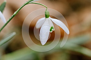 Small common snowdrop flower Galanthus nivalis in early spring