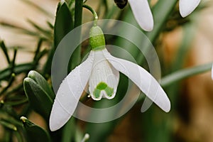 Small common snowdrop flower Galanthus nivalis in early spring