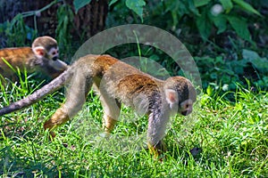 Small common squirrel monkey or Saimiri sciureus