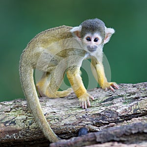 Small common squirrel monkeys (Saimiri sciureus)