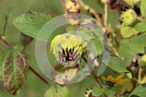 Small Common sunflower or Helianthus annuus forb herbaceous flowering plant with edible oily seeds in closed flower head next to photo