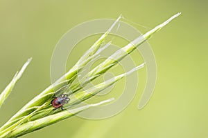 small common tick on a green grass with green background. Horizontal macro nature photograph. lyme disease carrier