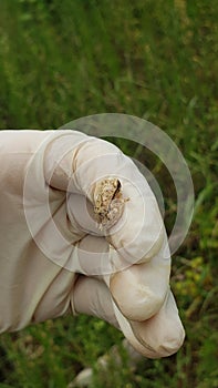 Small common tree frog in hand