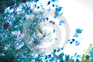 Conos en un Ã¡rbol en el parque