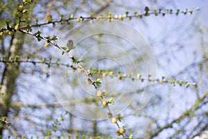 Small cones on a fir branch