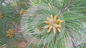 Small cones looks like amazing flowers on pine tree branches, closeup.