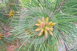 Small cones looks like amazing flowers on pine tree branches, closeup.