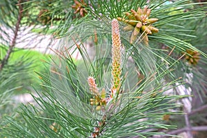 Small cones looks like amazing flowers on pine tree branches, closeup.