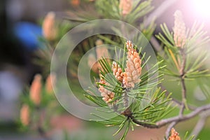 Small cones looks like amazing flowers on pine tree branches, closeup.